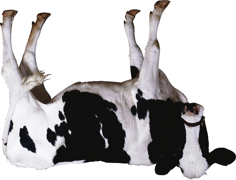 Cow 404 - Summit Meats